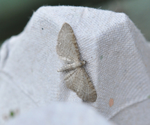 Marimjelledvergmåler (Eupithecia plumbeolata)