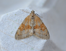 Grey Pine Carpet (Thera obeliscata)