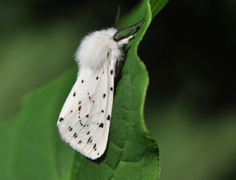 White Ermine (Spilosoma lubricipeda)