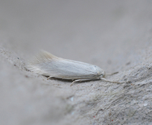 Elachista argentella