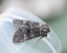 Glaucous Shears (Papestra biren)