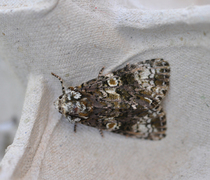 Askekveldfly (Craniophora ligustri)