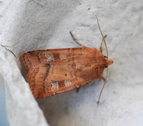Fen Square-spot (Diarsia florida)