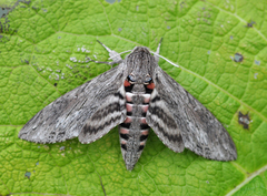 Convolvulus Hawk-moth (Agrius convolvuli)