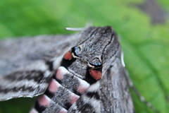 Convolvulus Hawk-moth (Agrius convolvuli)