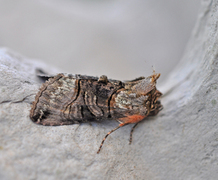 The Spectacle (Abrostola tripartita)