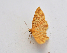 Small Yellow Wave (Hydrelia flammeolaria)
