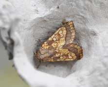 Frosted Orange (Gortyna flavago)