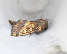 Frosted Orange (Gortyna flavago)