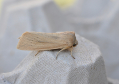 Takrørfly (Rhizedra lutosa)