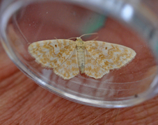 Small Yellow Wave (Hydrelia flammeolaria)
