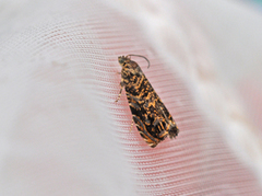 Barkvikler (Enarmonia formosana)