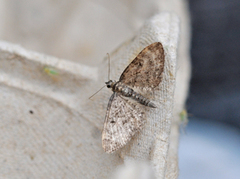 Oak-tree Pug (Eupithecia dodoneata)