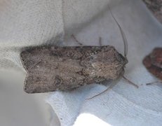 Gråpudret jordfly (Agrotis segetum)