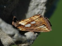 Langstreket metallfly (Plusia festucae)