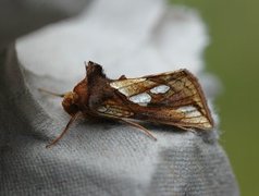 Langstreket metallfly (Plusia festucae)