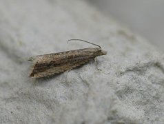 Rush Marble (Bactra lancealana)