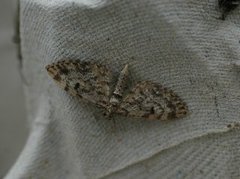 Grandvergmåler (Eupithecia tantillaria)