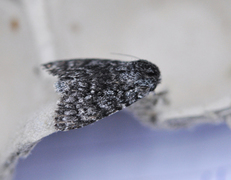 Blågrått kveldfly (Acronicta euphorbiae)