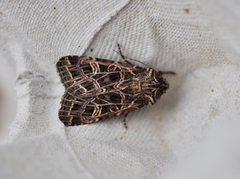 Nettnellikfly (Sideridis reticulata)