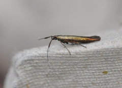Red-clover Case-bearer (Coleophora deauratella)