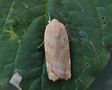 Broad-bordered Yellow Underwing (Noctua fimbriata)