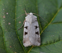 Autumnal Rustic (Eugnorisma glareosa)