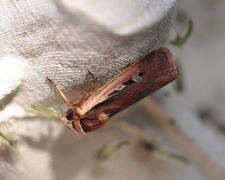 Flame Shoulder (Ochropleura plecta)