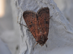 Gulflekkbakkefly (Xestia xanthographa)