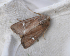 Brunt sumpfly (Helotropha leucostigma)