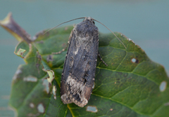 Langvingejordfly (Agrotis ipsilon)