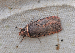 Sallow Flat-body (Agonopterix conterminella)