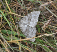 Grå bergmåler (Entephria caesiata)