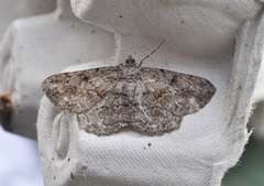 Willow Beauty (Peribatodes rhomboidaria)