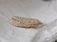 Grå stengelvikler (Epiblema grandaevana)