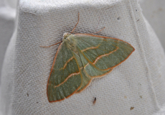 Barred Red (Hylaea fasciaria)
