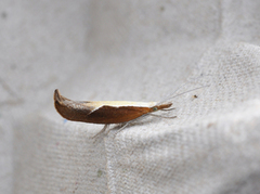 Honeysuckle Moth (Ypsolopha dentella)