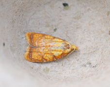 Yellow Rose Button (Acleris bergmanniana)