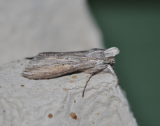 The Shark (Cucullia umbratica)