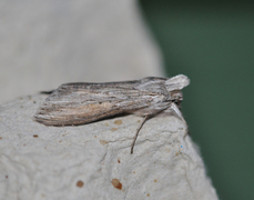 Lyst hettefly (Cucullia umbratica)