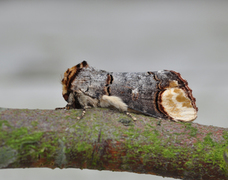 Buff-tip (Phalera bucephala)