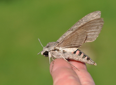 Convolvulus Hawk-moth (Agrius convolvuli)