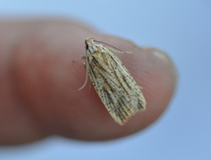 Dark-fringed Flat-body (Agonopterix nervosa)