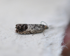 White Sallow Bell (Epinotia subocellana)