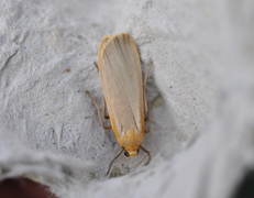 Buff Footman (Eilema depressa)