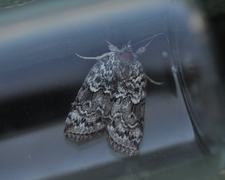 Seljeviklerfly (Nycteola degenerana)
