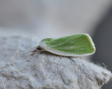 Dvergbåtfly (Earias clorana)