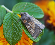 Tistelstengelfly (Gortyna flavago)