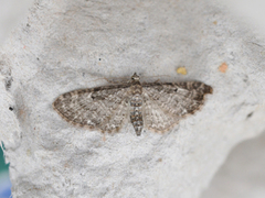 Oak-tree Pug (Eupithecia dodoneata)