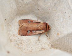 Flame Shoulder (Ochropleura plecta)